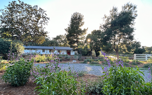 BLOSSOM 365 - Before & After Landscaping Story