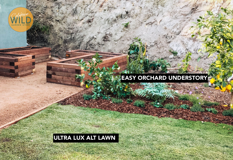 Where to buy Citrus trees in Los Angeles California Wild Gardens