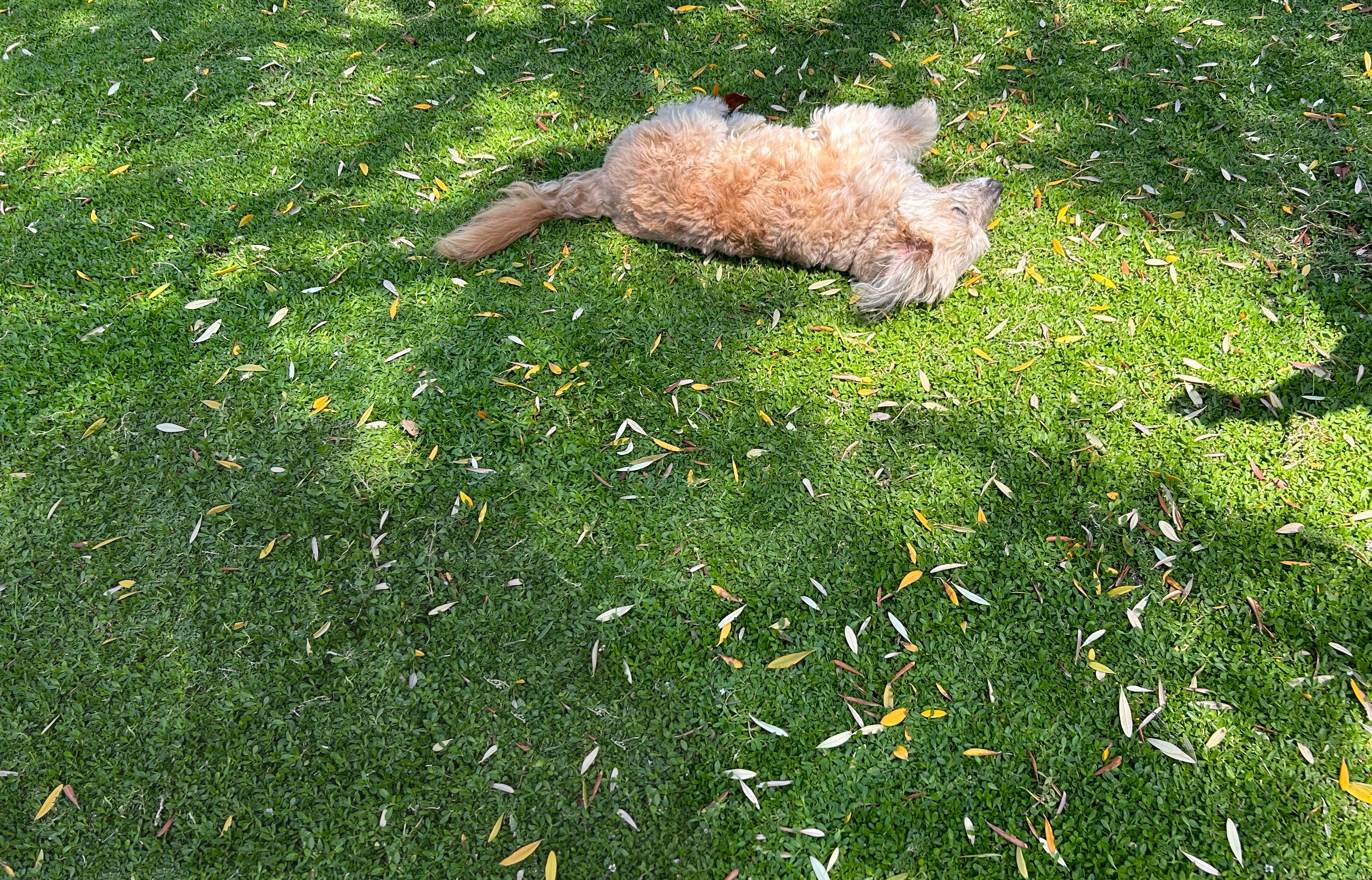 Native Grasses & Lawn Alternatives for California – California