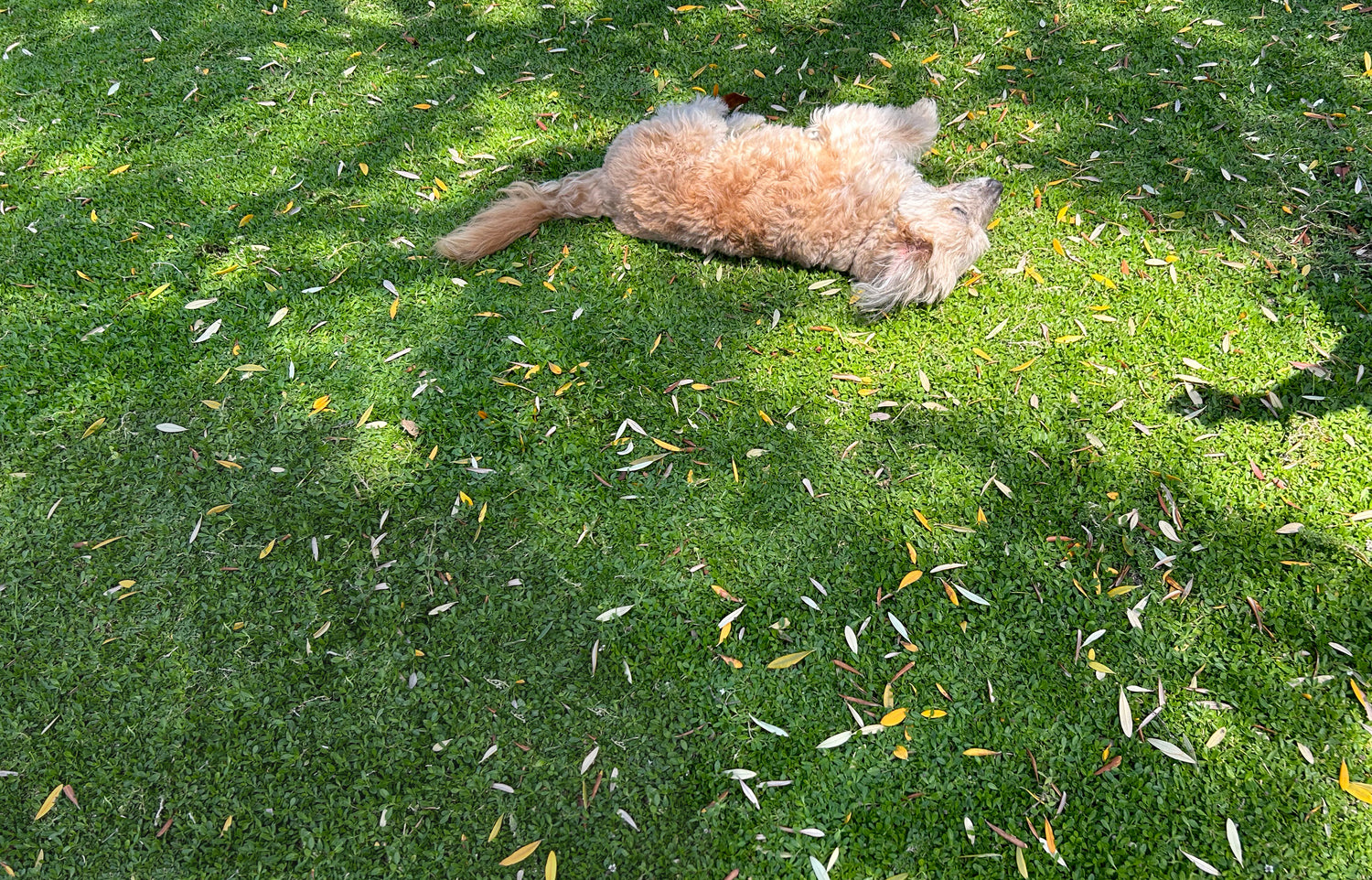 Lawn, Grass & Groundcover