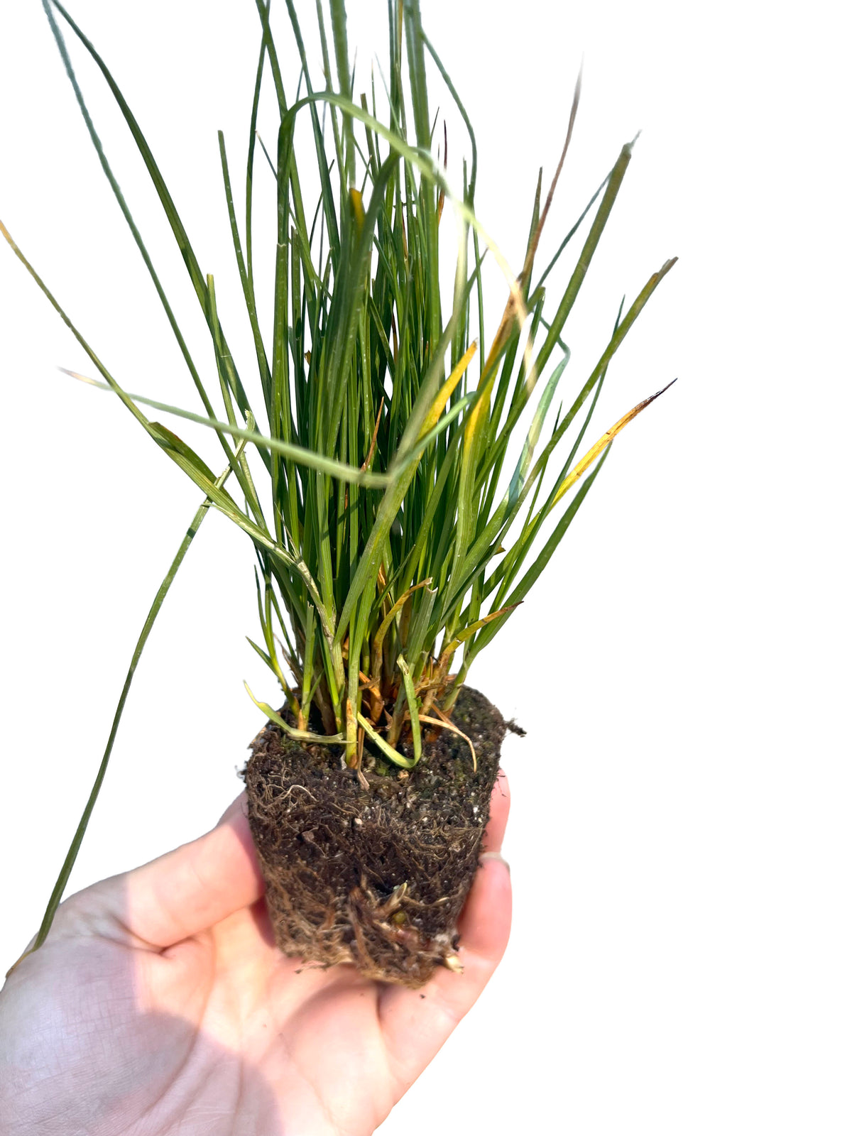 PRE-ORDER 70 x 2" Plants | the California Meadow Tray | Native Grass & Wildflower Plug Combo