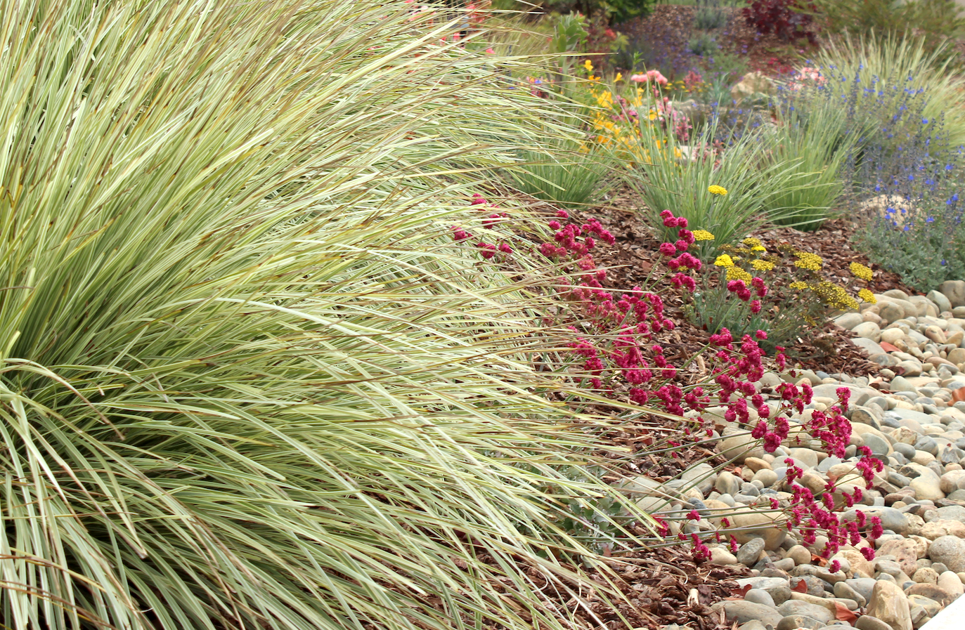 Dune Bloom | Low-Water Mostly Native Plant Set | Coastal California