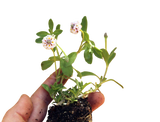 California Frogfruit Plugs - Native Groundcover Lawn Alternative