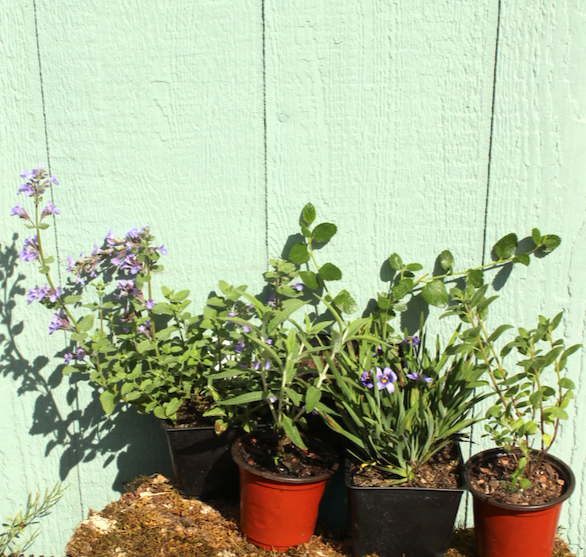 NEW Box-Shipped Preplanned Gardens (Garden of 12 x 4" Drought-Tolerant Plants w/ Layout Plan)