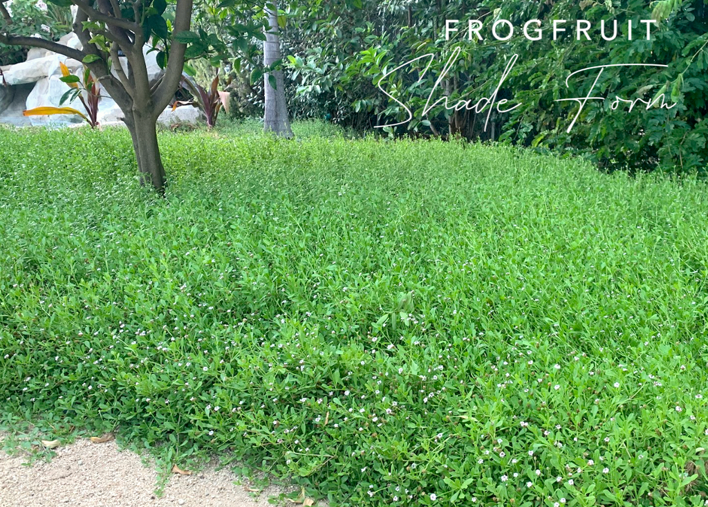 ALT LAWN ULTRA - Phyla Nodiflora Succulent Groundcover Lawn