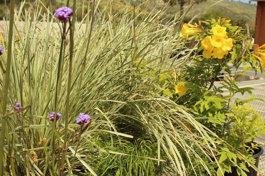 Custom Plant Order - Ventura Desert Glam