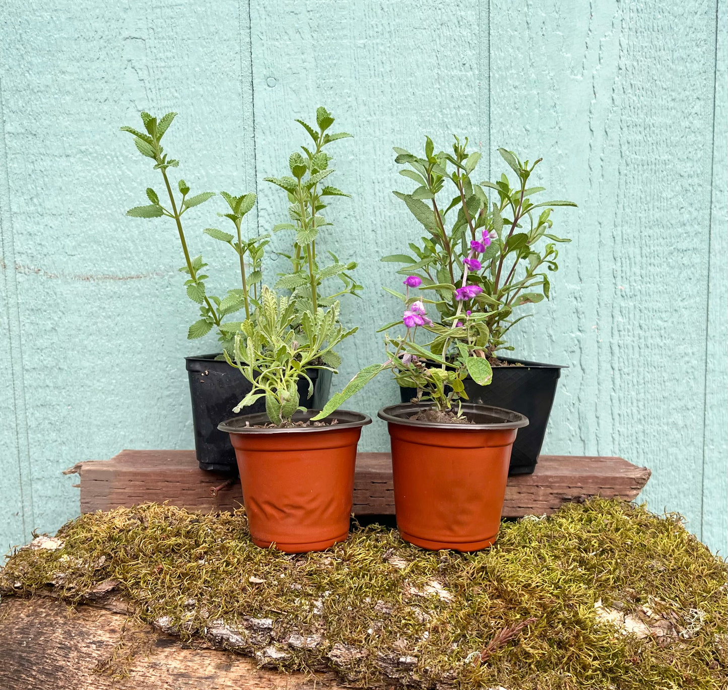 NEW Box-Shipped Preplanned Gardens (Garden of 12 x 4" Drought-Tolerant Plants w/ Layout Plan)