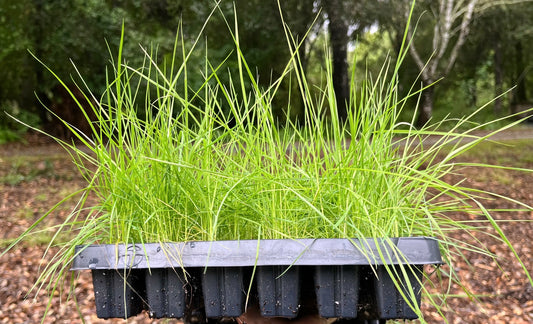 Agrostis Pallens plugs | California Native Bentgrass | 2" plant starts