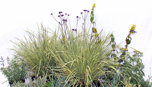 Love & Limelight | Contemporary Low-Water Garden | 30+ Plants & Basic Layout Plan