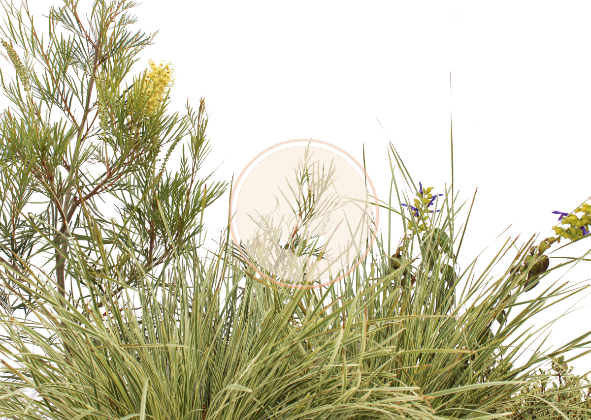 Love & Limelight | Contemporary Low-Water Garden | 30+ Plants + Standard Planting Plan