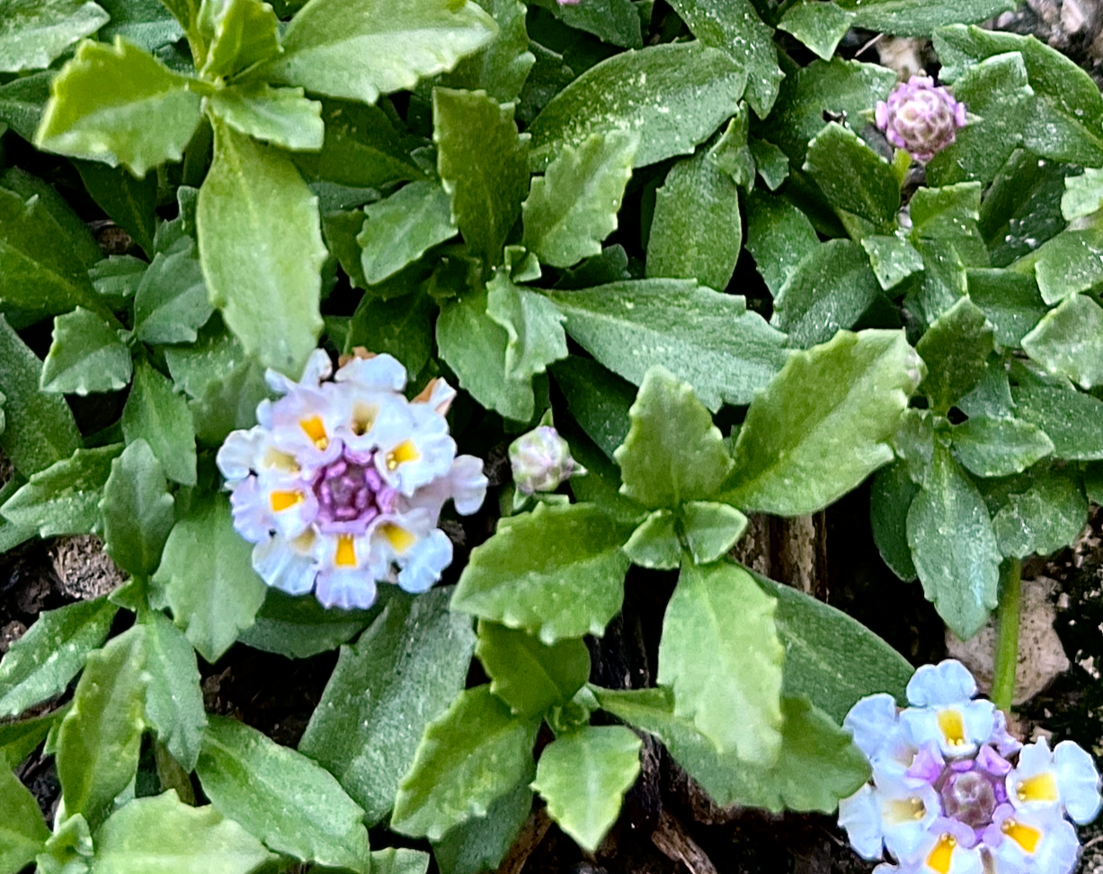 California Frogfruit Plugs - Native Groundcover Lawn Alternative