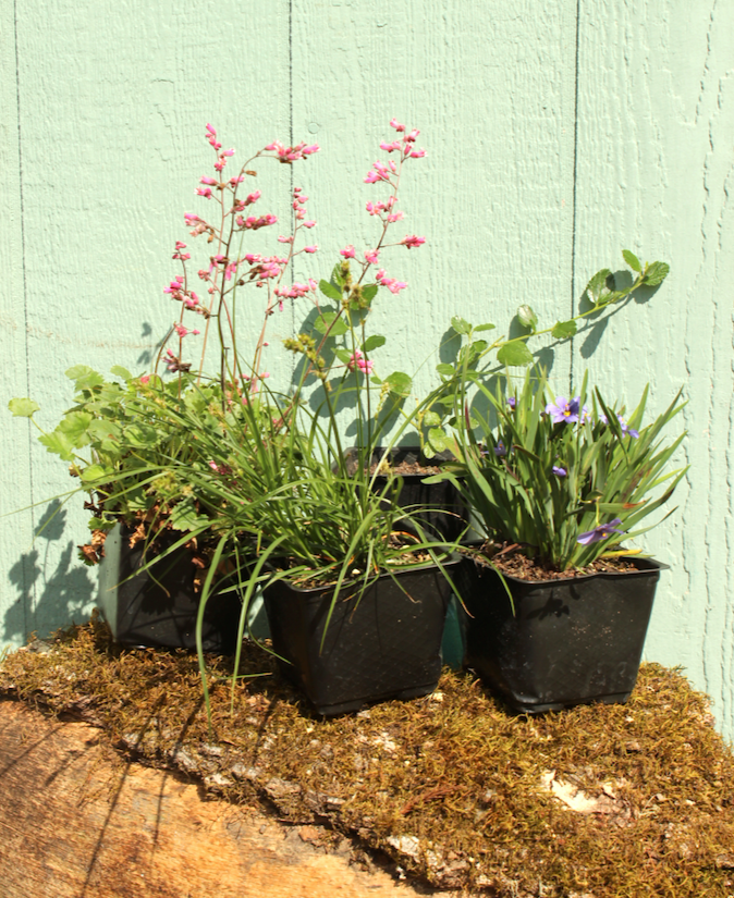 NEW Box-Shipped Preplanned Gardens (Garden of 12 x 4" Drought-Tolerant Plants w/ Layout Plan)