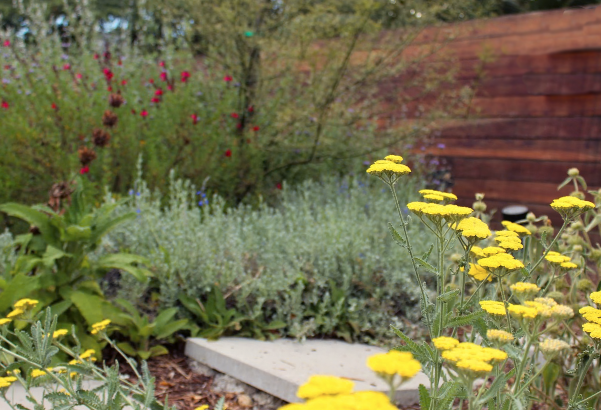 Royal Californian | California Native | 30+ Plants & Basic Layout Plan