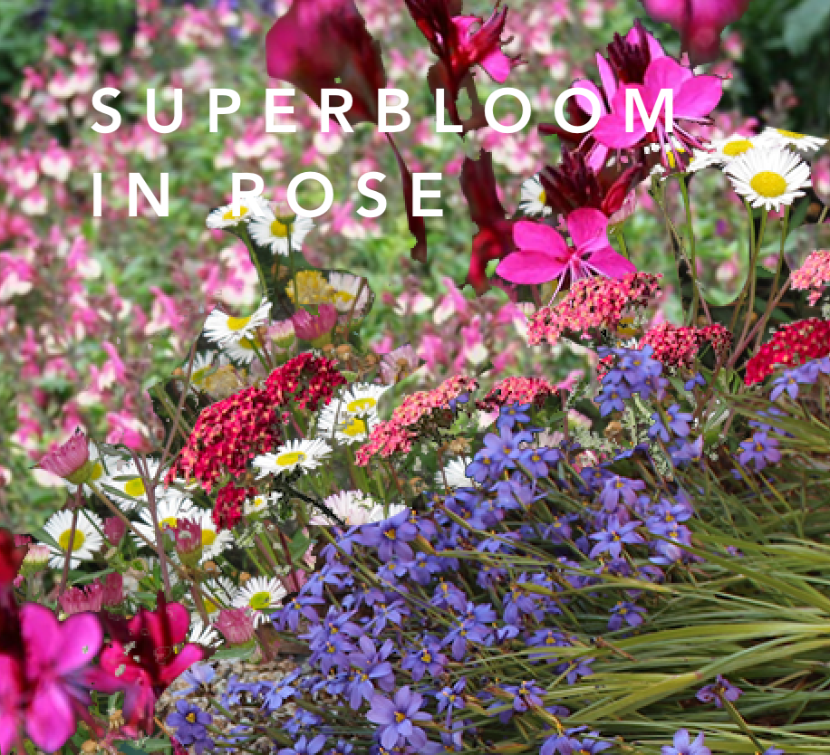 NEW Box-Shipped Preplanned Gardens (Garden of 12 x 4" Drought-Tolerant Plants w/ Layout Plan)