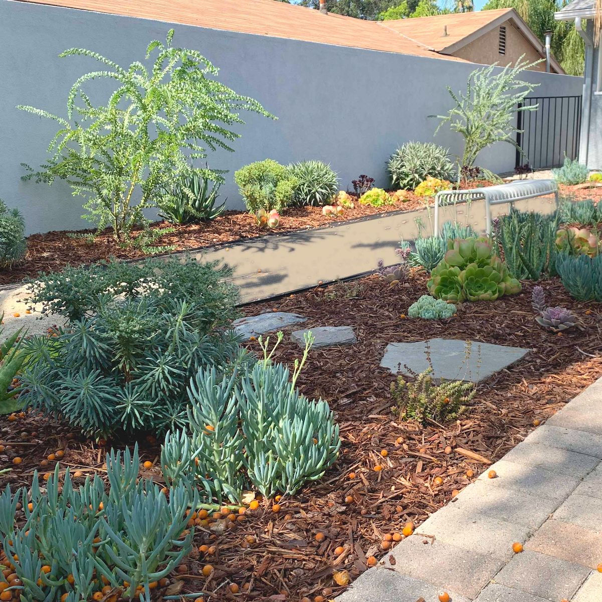 Xeric Modern | Plant Package & Design Plan