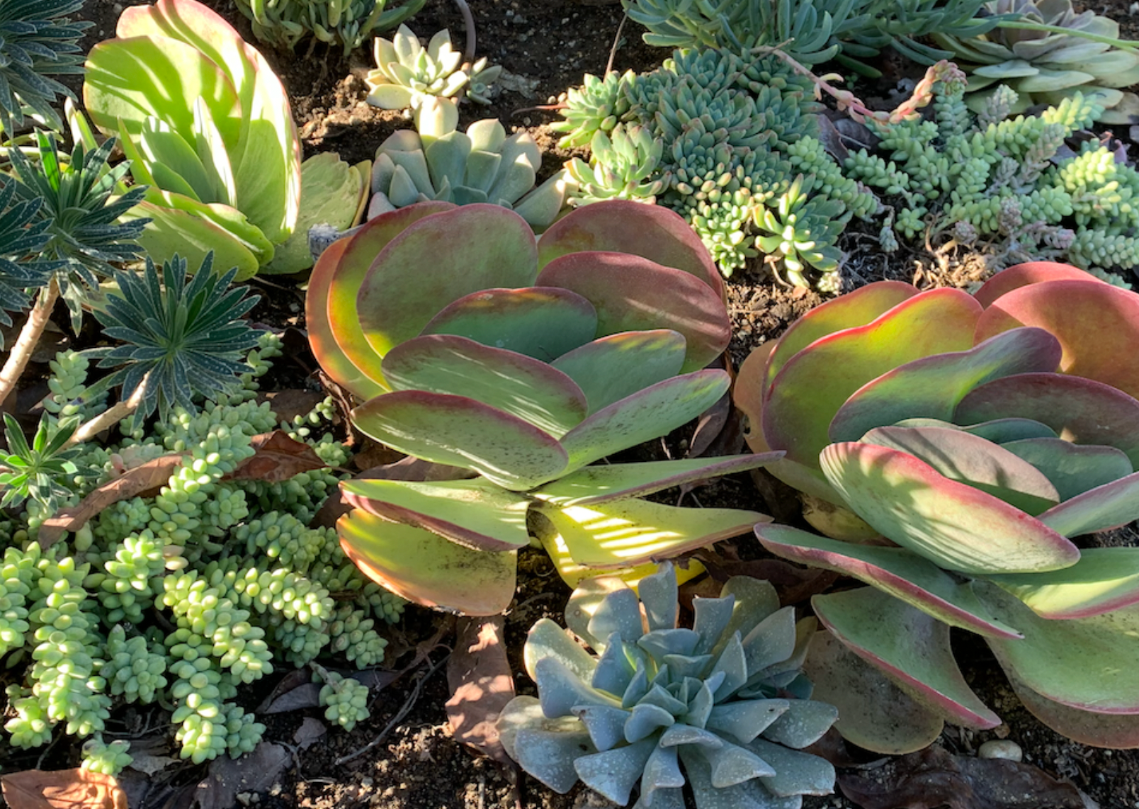 succulents spanish Spanish Style