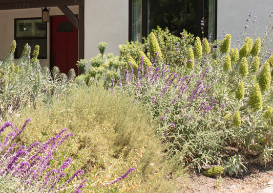 Mediterranean Magic | Low-Water Frontyard | 30+ Plants & Basic Layout Plan