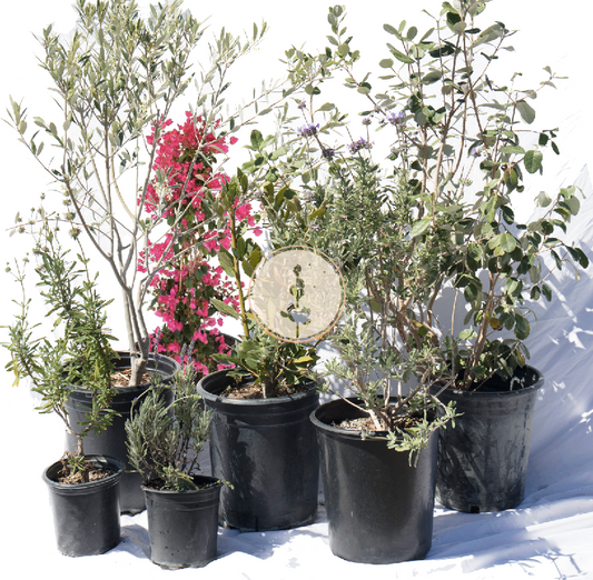 Mediterranean Magic Lavender Splash | 30+ Plants w/ Layout Plan | Backyard Preplanned Landscape