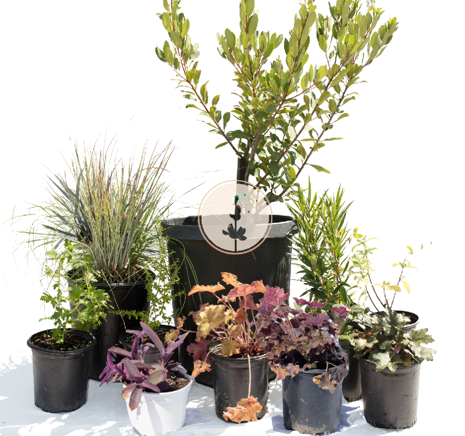 Blushing Beauty | Colorful Part-Shade | 30+ Plants w/ Layout Plan