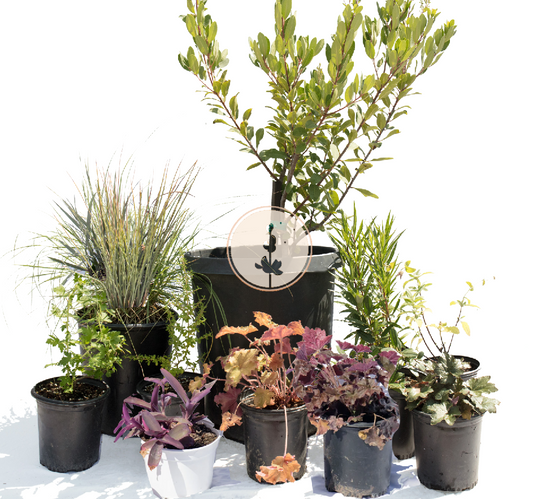 Blushing Beauty | Colorful Part-Shade | 30+ Plants w/ Layout Plan