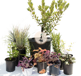 Blushing Beauty | Colorful Part-Shade | 30+ Plants w/ Layout Plan