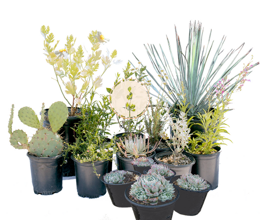 Eaton Canyon Fire-Wise Plants | 30+ Plants & Basic Layout Plan | Fire-Smart Landscaping Package