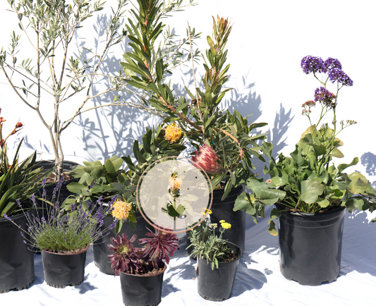 Brie's Bouquet | Low-Water Cut Flower Garden | 20+ Plants w/ Layout Plan