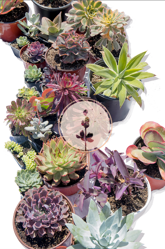 Succulent Soul | Drought-Tolerant Garden | 25+ Plants w/ layout Plan