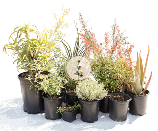 Blossom 365 Hummingbird Garden | 30+ Plants w/ Layout Plan | Curated Low-water Plant Set