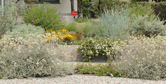 Sage Rich - Garden Plan