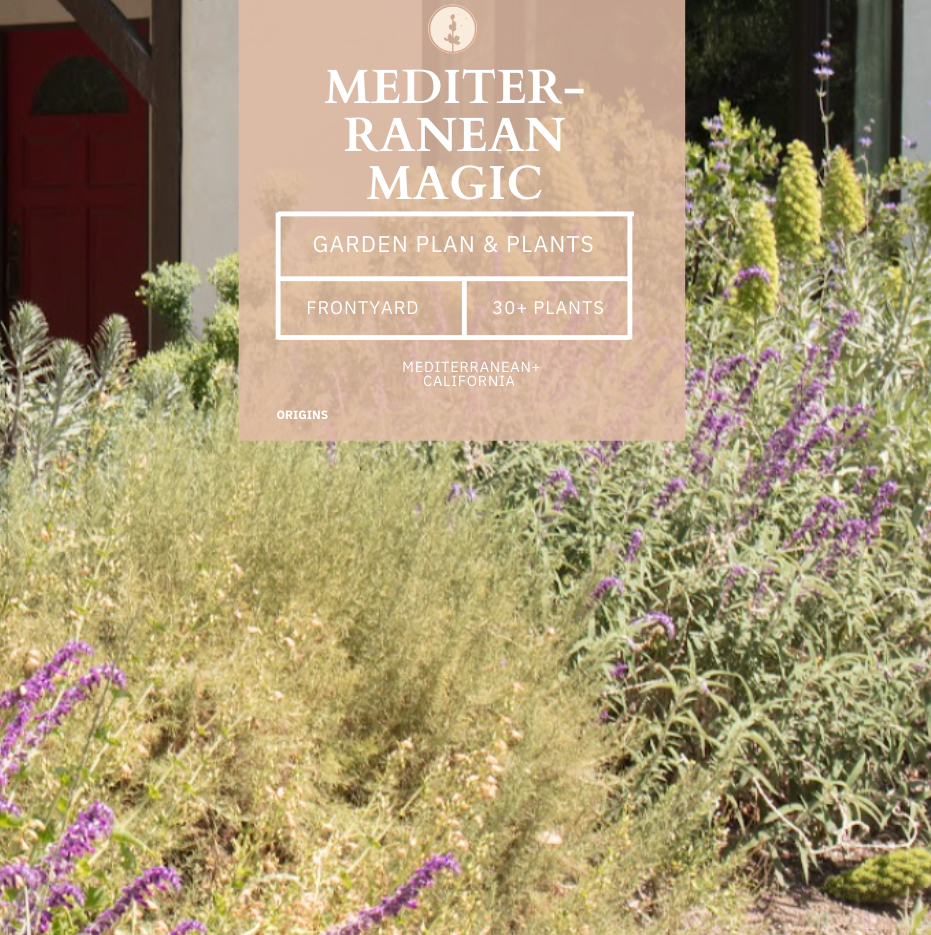 Mediterranean Magic | Frontyard