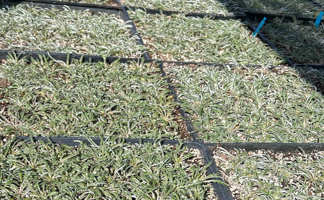 Silver Carpet Groundcover - Bulk Flats