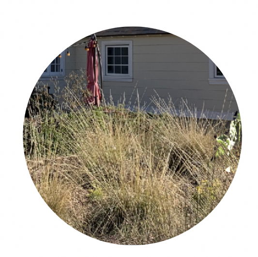 Muhlenbergia Meadow Grass Pack - Pink Muhly, Cloud Muhly or Deer Grass