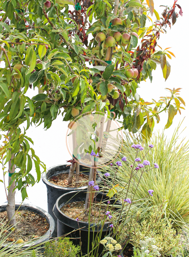 Old School Orchard | Farmhouse Preplanned Garden | Fruit Tree & Pollinator Plant Set