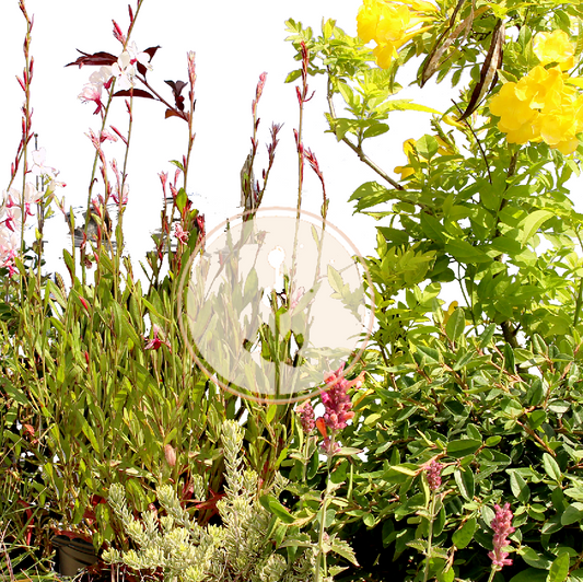 Nouveau Ranch | California Entry Garden | 30+ Plants & Planting Plan