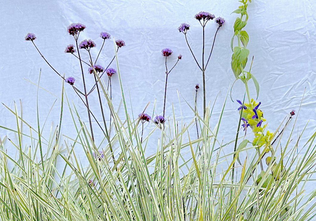 Love & Limelight | Contemporary Low-Water Garden | 30+ Plants + Standard Planting Plan