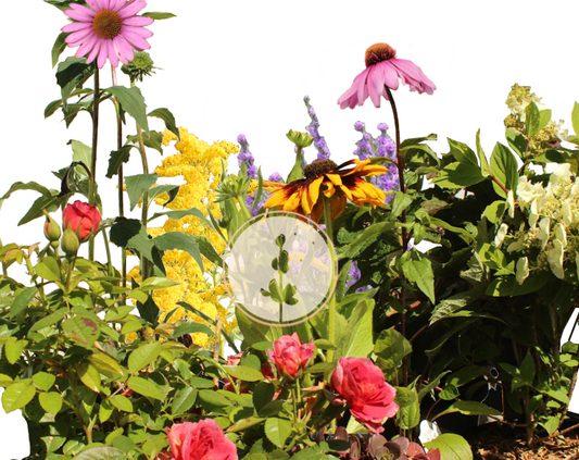 Summer Exploder | Northern California Cut-Flower Garden| 20+ Cold Tolerant Plants & Planting Plan