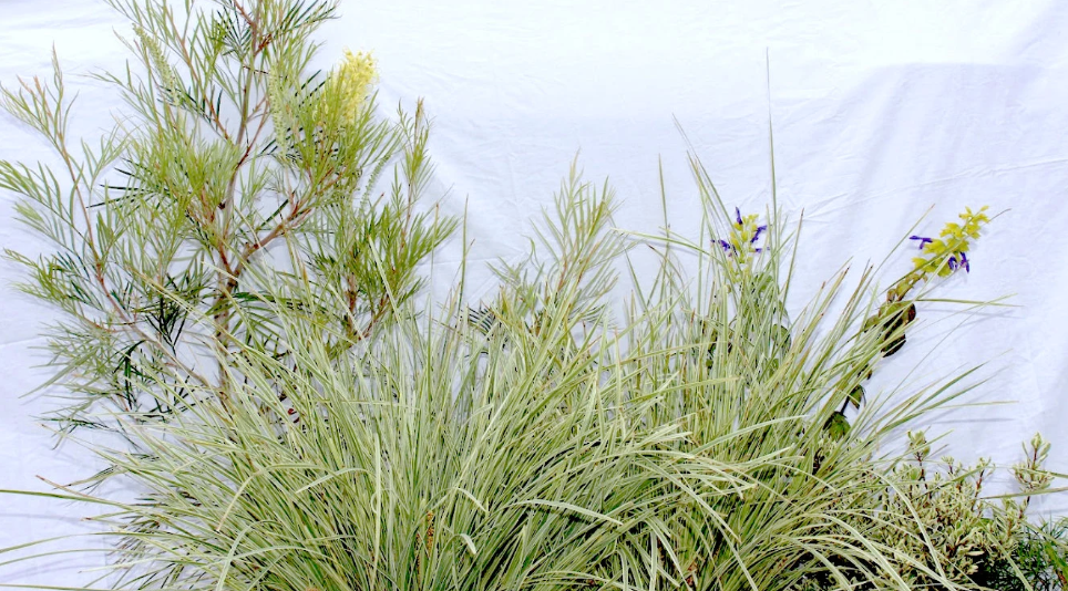 Love & Limelight | Contemporary Low-Water Garden | 30+ Plants + Standard Planting Plan