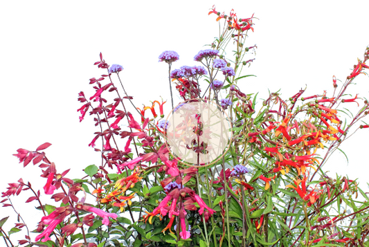 Juicy Demure | Pollinator Bliss | Curated Plant Set