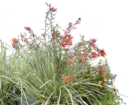 Juicy Demure | Pollinator Bliss | Curated Plant Set