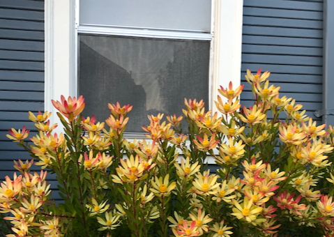 Cone Bush
