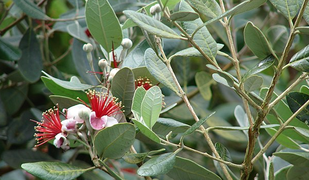 Pineapple Guava Hedgerow – California Wild Gardens