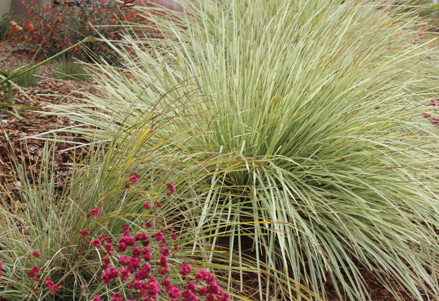Lomandra Lawn Grass Pack | Low-water Meadow Lawn Alternative