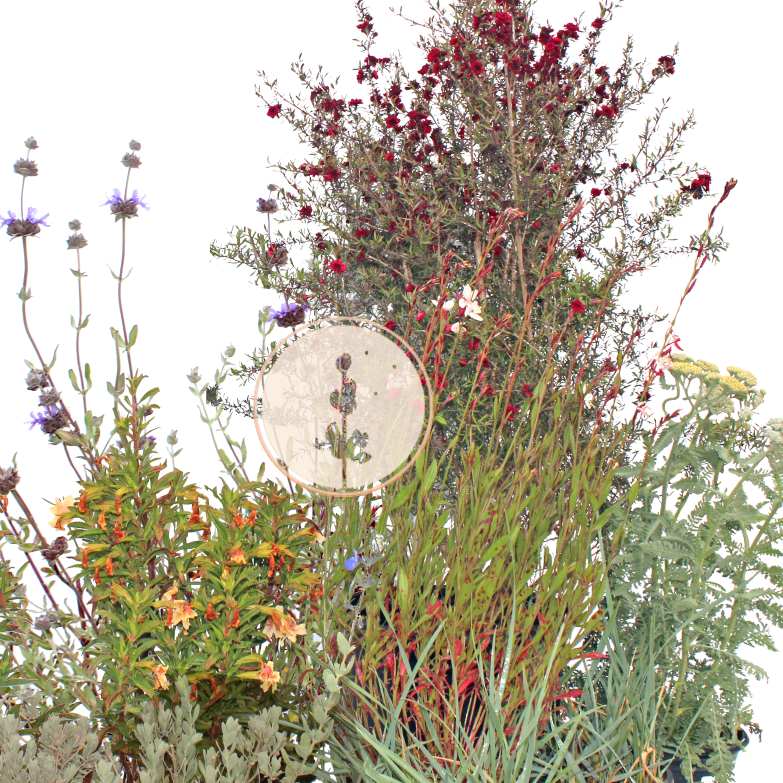 Dune Bloom | Low-Water Mostly Native Plant Set | Coastal California