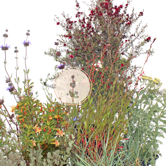 Dune Bloom | Low-Water Mostly Native Plant Set | Coastal California