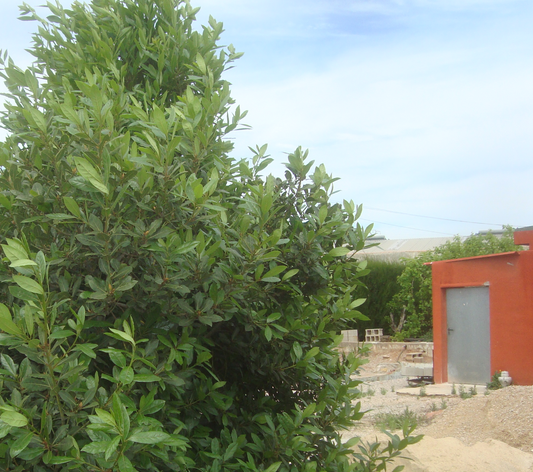 Bay Laurel Tree Add-on