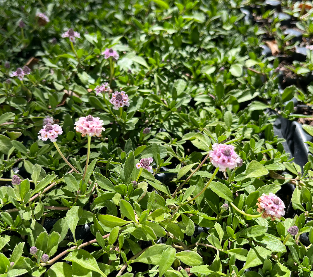 California Frogfruit Plugs - Native Groundcover Lawn Alternative