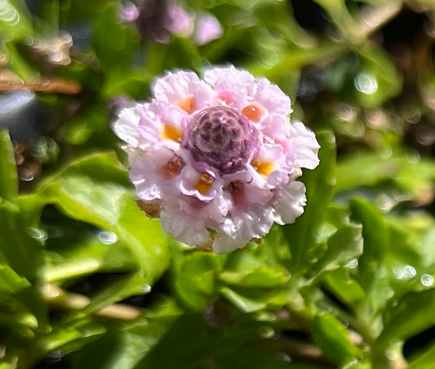 California Frogfruit Plugs - Native Groundcover Lawn Alternative