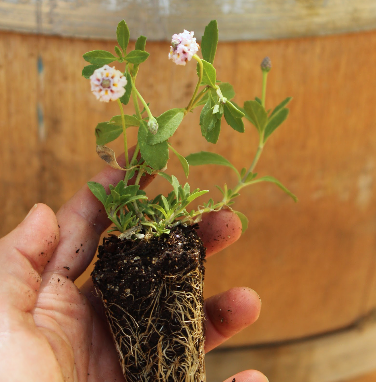 California Frogfruit Plugs - Native Groundcover Lawn Alternative