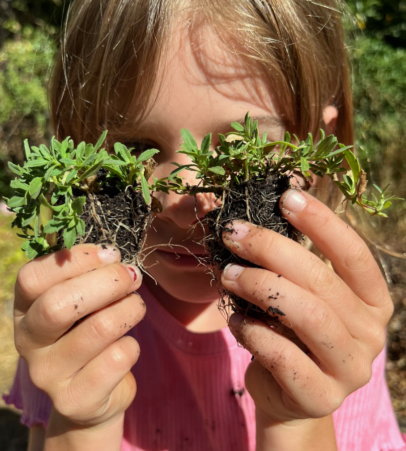 California Frogfruit Plugs - Native Groundcover Lawn Alternative